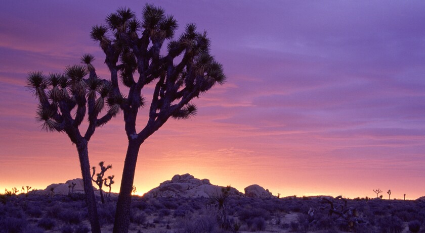 Sunrise at Joshua Tree