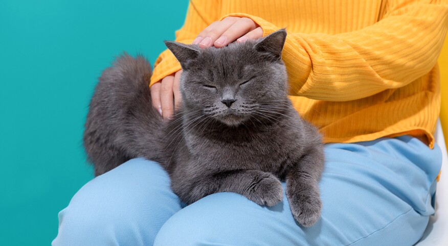 Woman with cat sitting on her lap 