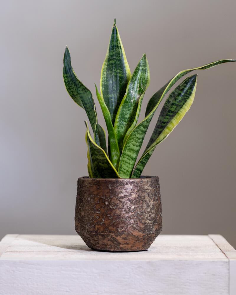 Snake plant