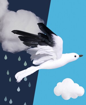 Bird flying through a rainy day background and into a sunny day background 