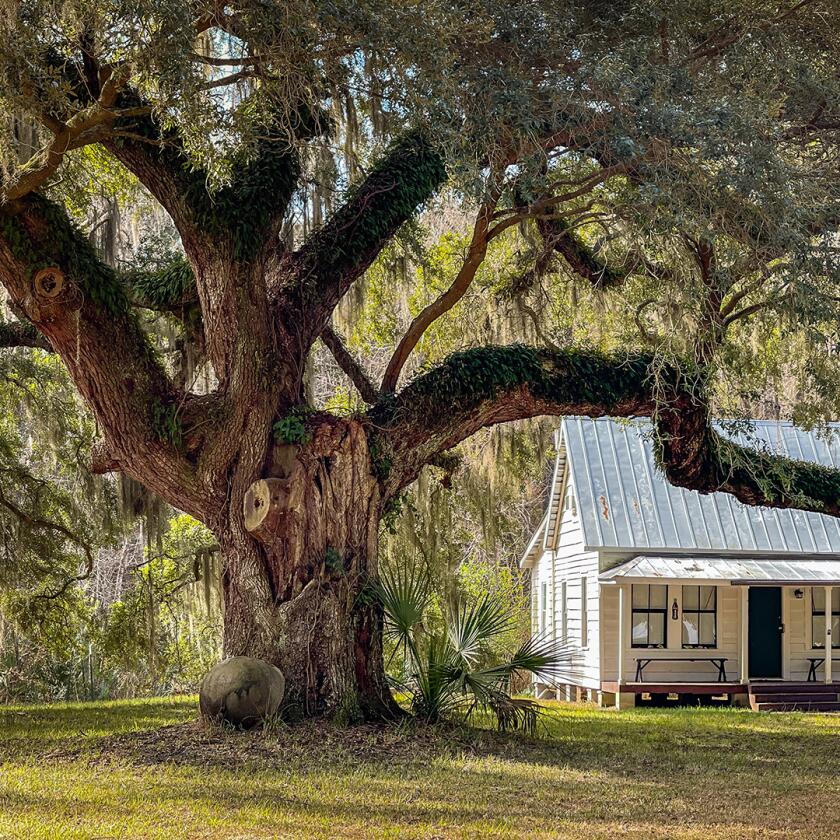 Moses Ficklin Cottage Gullah Geechee Style Home and Oak Tree, Daufuskie Island, South Carolina