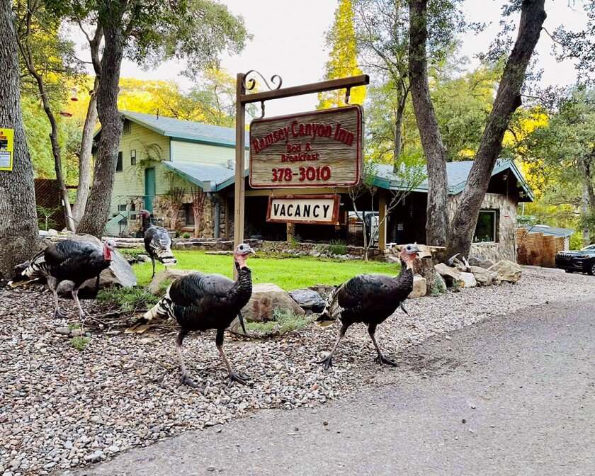 Wild turkeys outside the front of the Ramsey Canyon Inn 