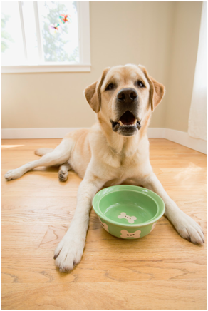 dog_with_bowl