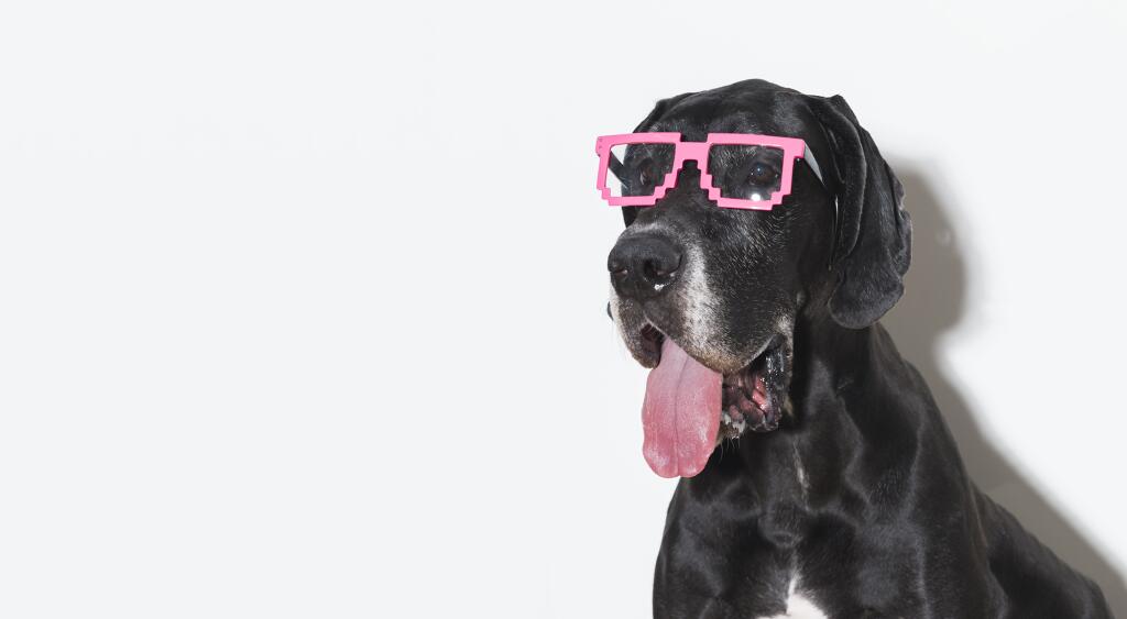 Cute Dog Wearing Funny Glasses