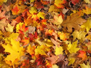 Autumn leaves