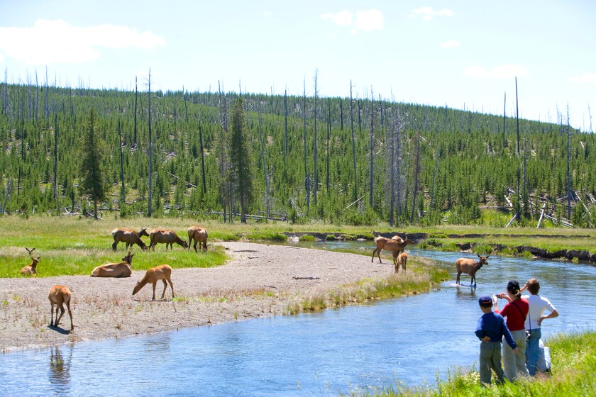 Tourists photographing herd of elk (Cervus elaphus), rear view, summer