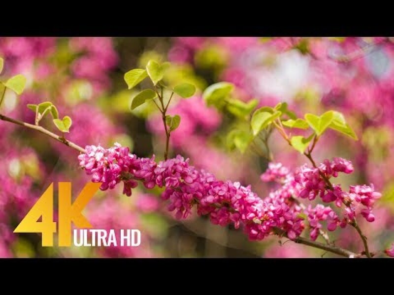 Amazing Colors of Spring Flowers and Fall Leaves - 4K Nature Relax Video with Nature Sounds