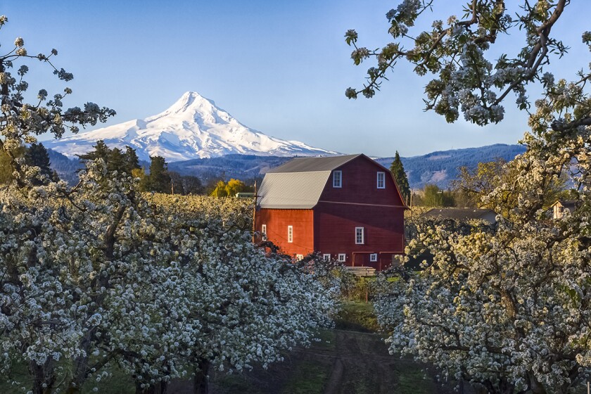 A pear orchard near Mount Hood in Oregon.