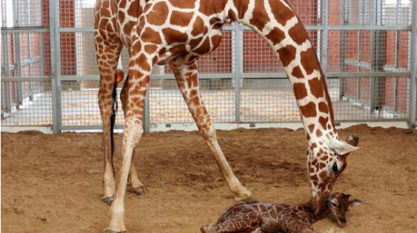 giraffe-dallas-zoo-twitter