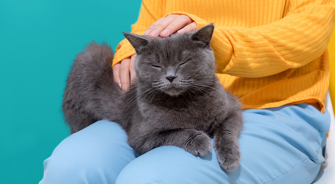 Woman with cat sitting on her lap 