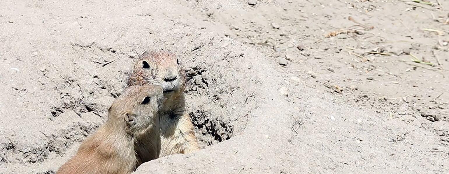 two prairie dogs coming out of hole in the ground
