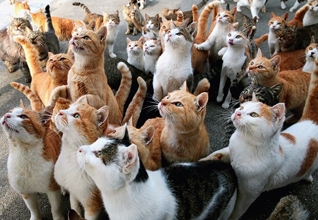 Aoshima Island Cats