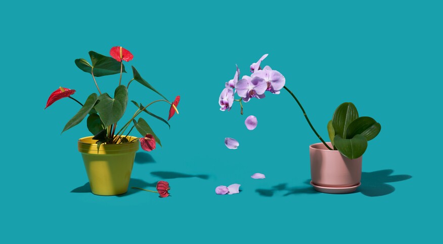 A red Anthurium and Orchid plant losing their petals
