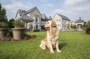 Golden retriever sitting in backyard