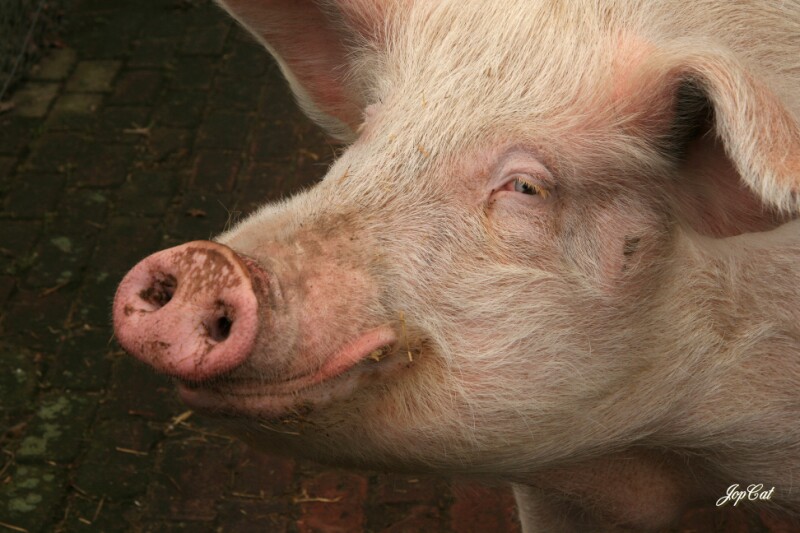 Happy Pig