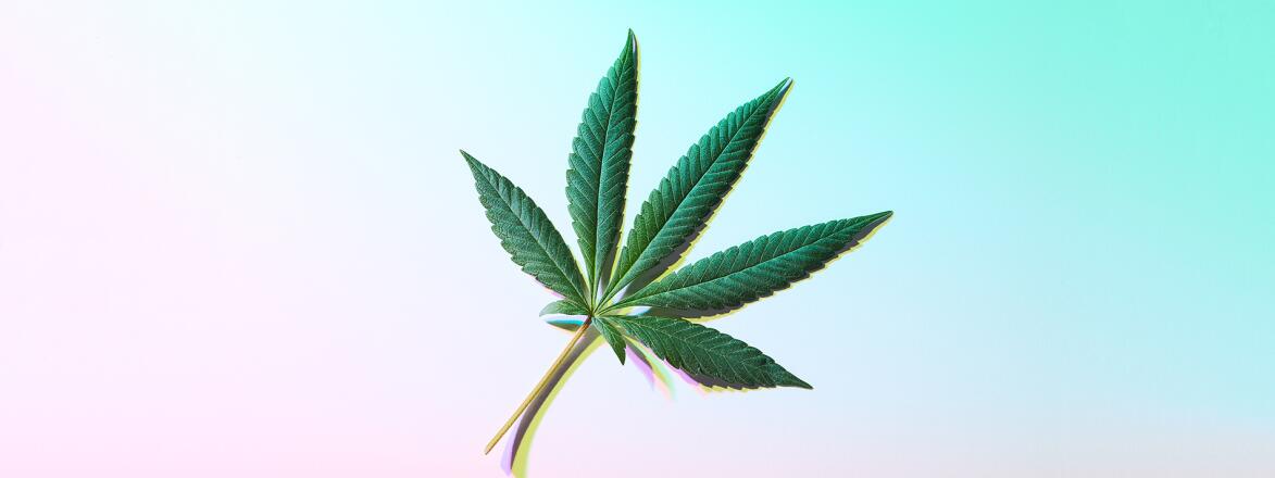 Single Cannabis Marijuana Leaf Still Life with Trippy Prismatic Shadows