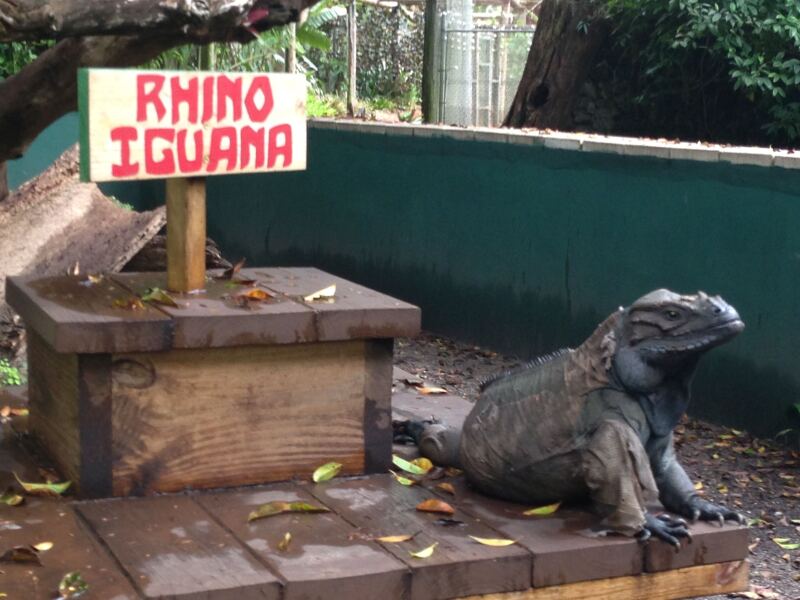 Iguana gigante en el parque Monkey Jungle