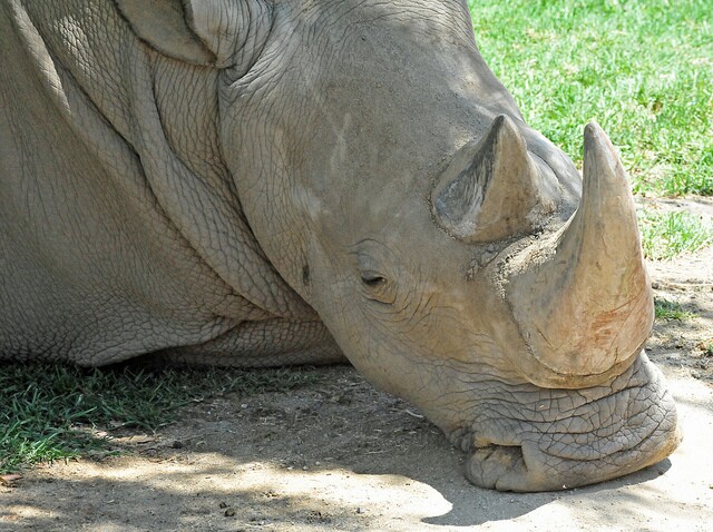 White rhino