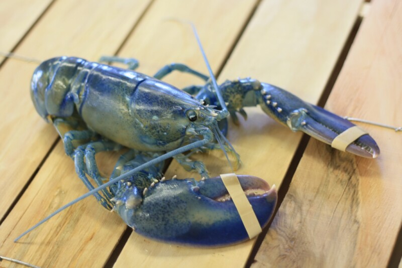 blue-lobster