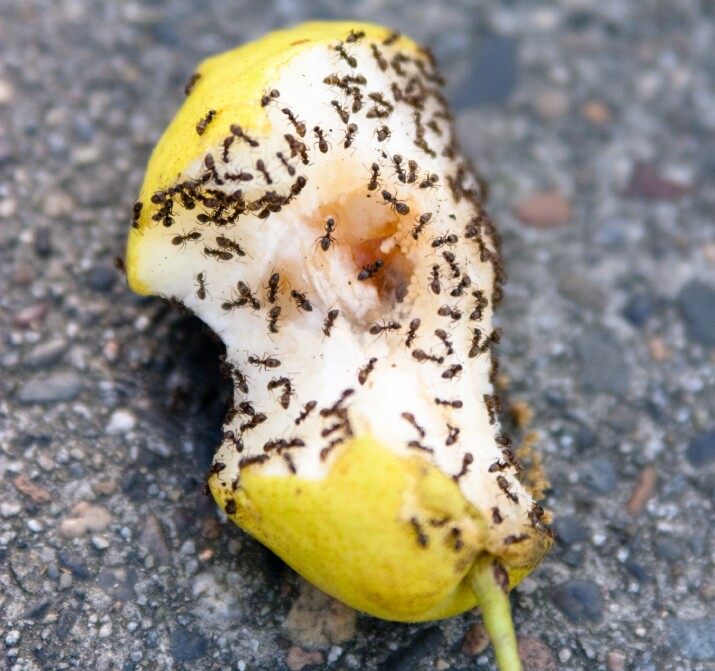 Ants Swarming Pear