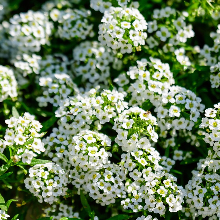 fall flowers to plant this summer