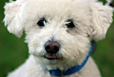 Lady Piola, an Argentine poodle