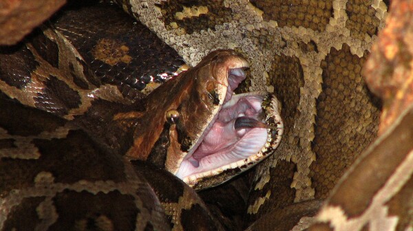 Burmese Python snake
