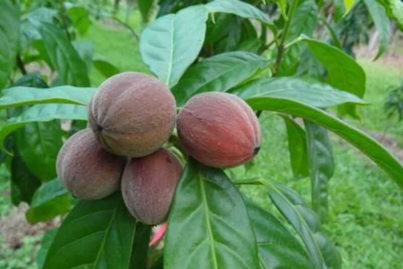 Anti-Cancer Berries