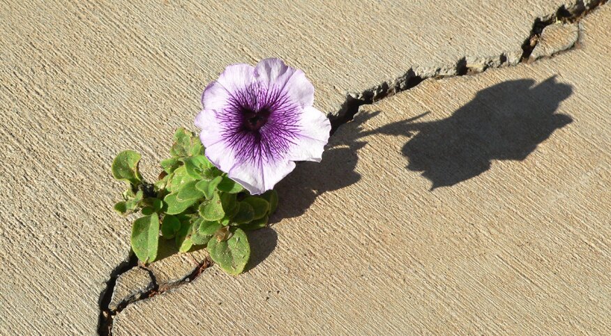 Petunia growing through crack in the concrete