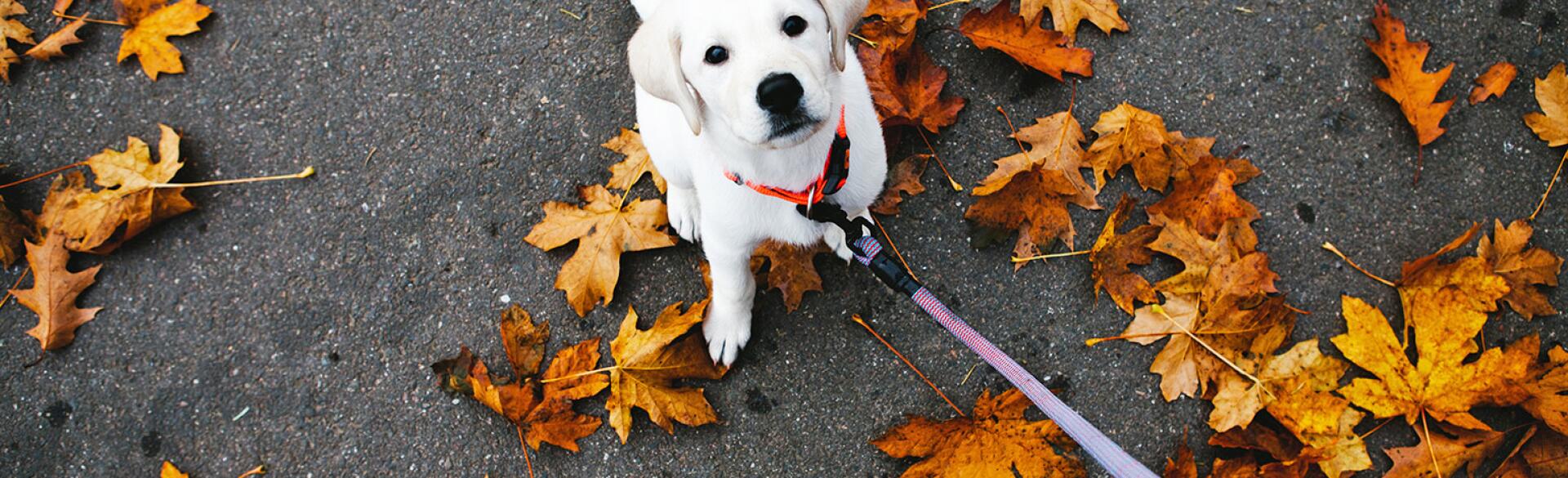 dog standing in leaves with leash being held onto by dog walker