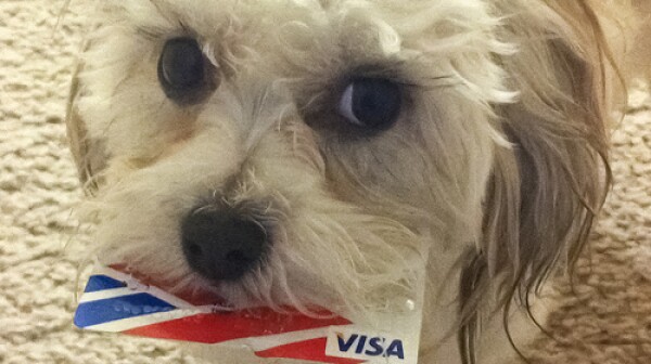 Dog with visa card by cat edens