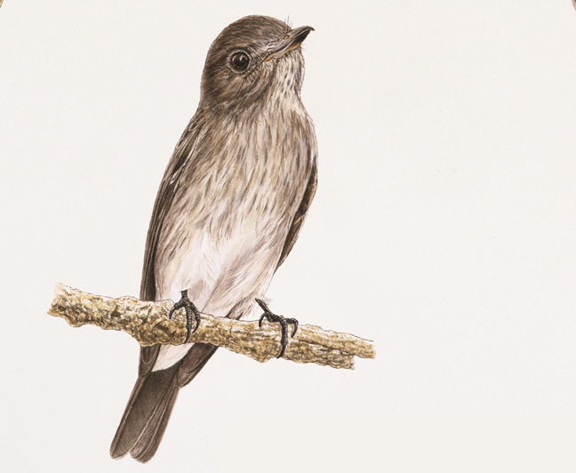 Sulawesi streaked flycatcher