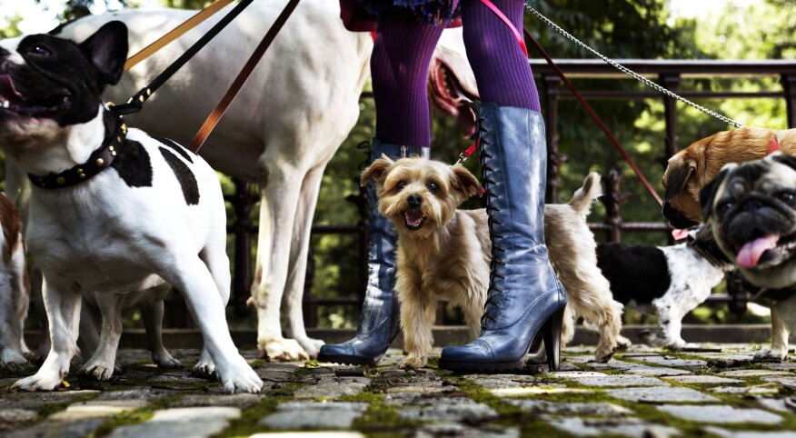Womans boots on a cobblestone street with a pack of dogs shes walking