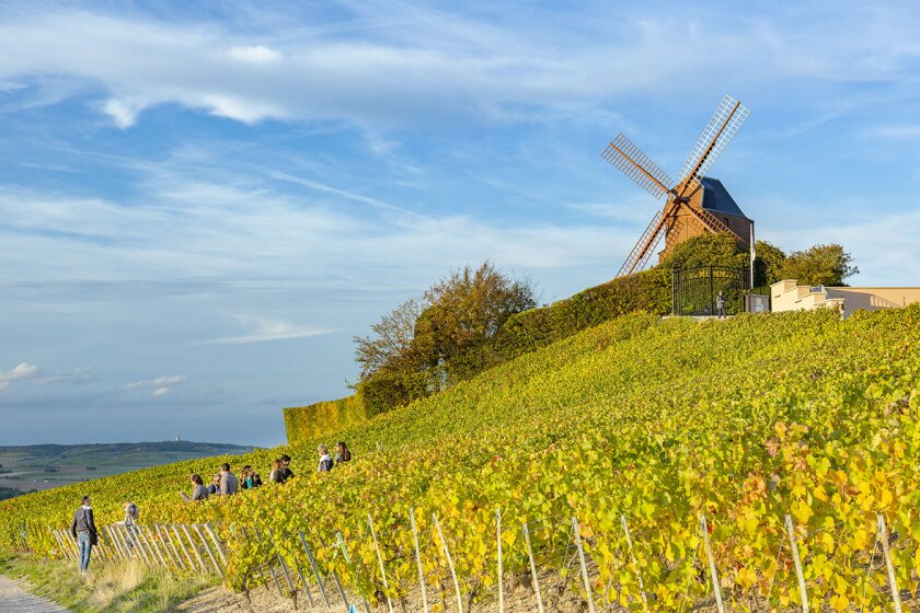 Landscape of Champagne vineyards situated on slopes of Montagne Reims in Reims & Epernay, France