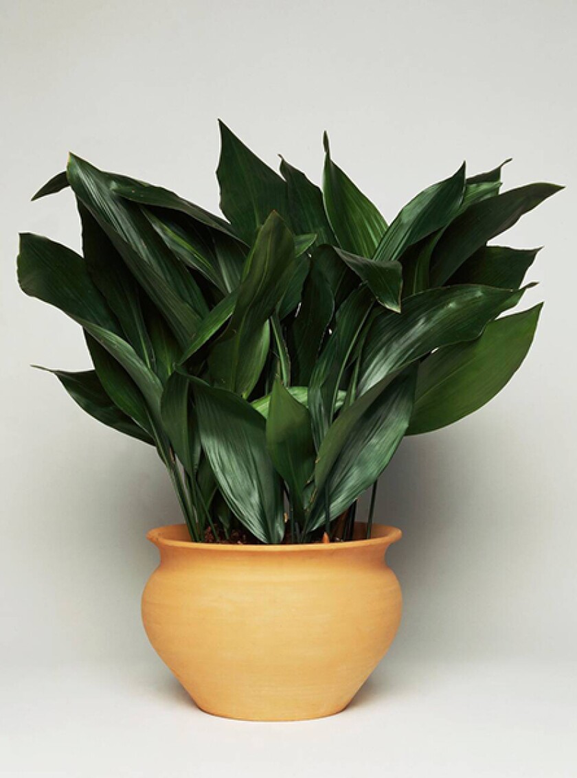 Cast iron plant in yellow pot