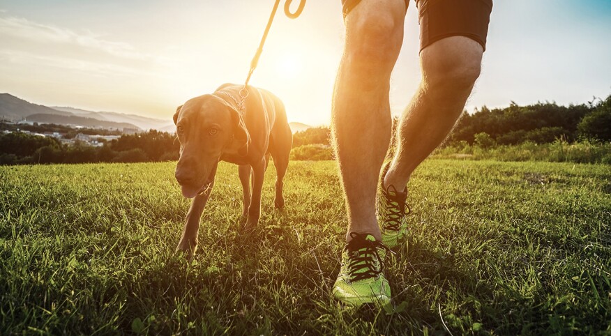 Man walks dog on grass away from the sun