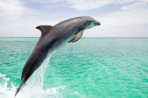 400-dolphin-strength-news-roundup