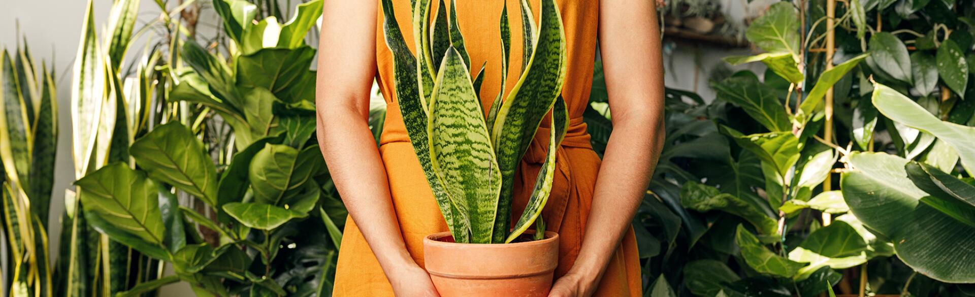 Midsection Of African American woman Holding Potted Plant Amid Plants