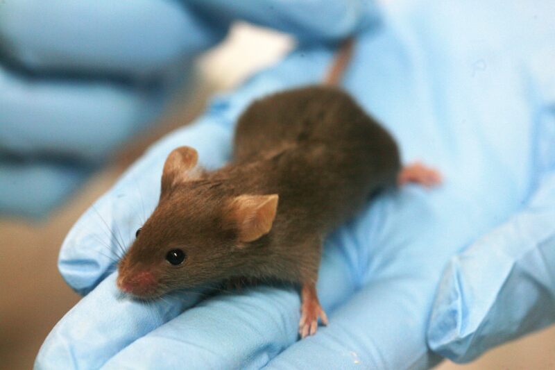 Lab_mouse_mg_3263