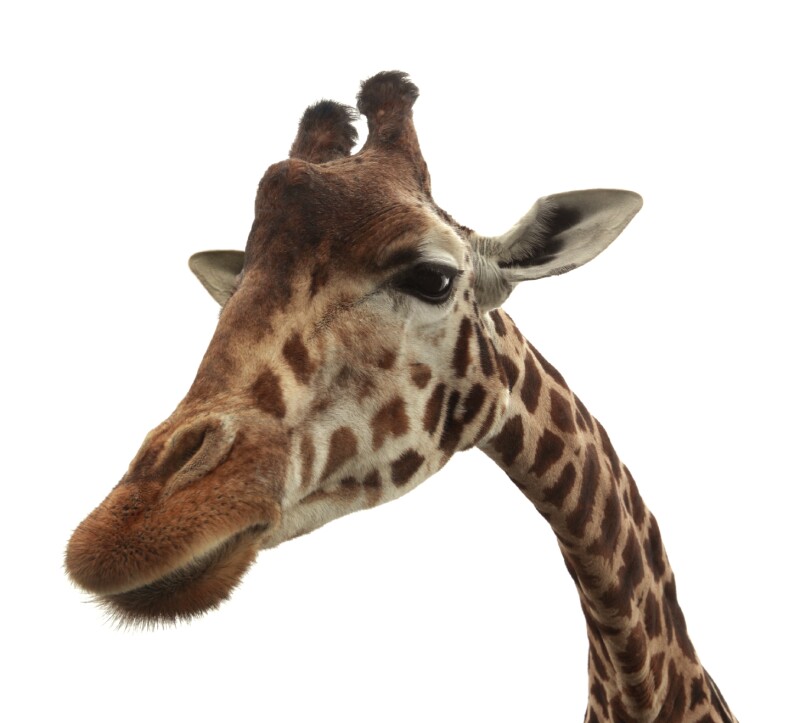 Curious funny giraffe