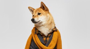 Portrait of a dog dressed in stylish human clothing