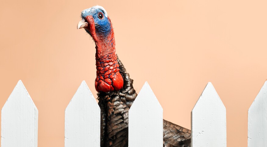 Realistic turkey looking over a white picket fence