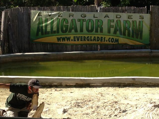 AlligatorFar,