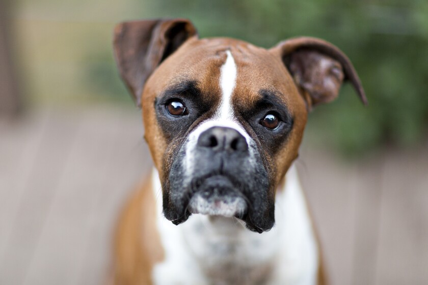 Portrait of boxer dog