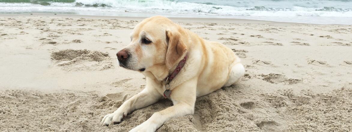 the authors dog roxy on the beach laying in the sand