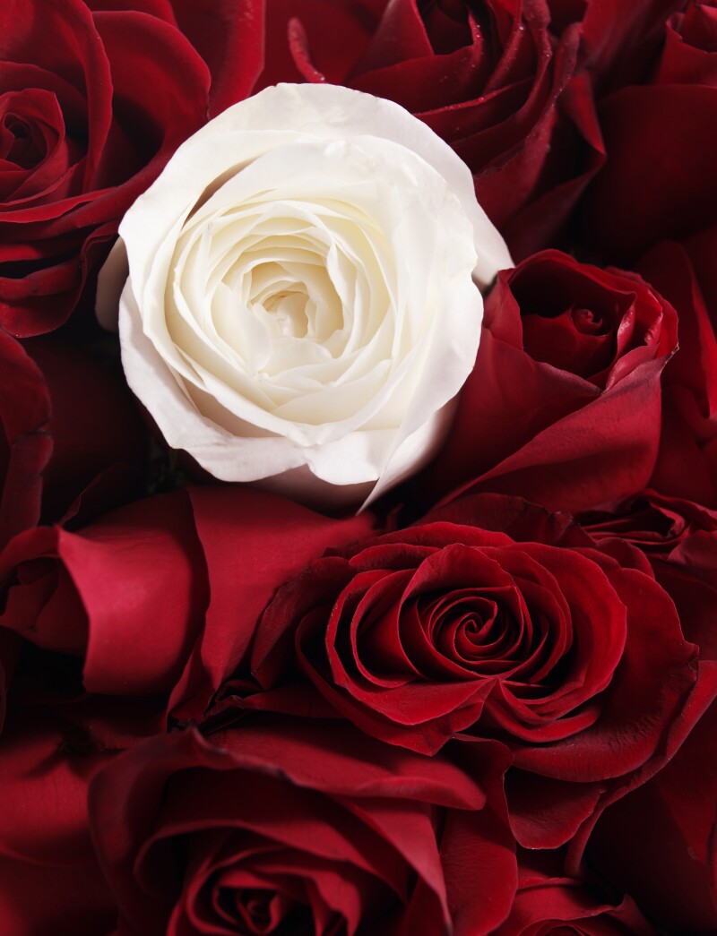 White rose amid red roses. Una rosa blanca entre rosas rojas.