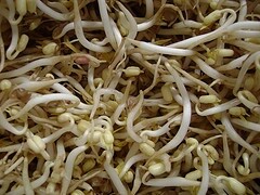 sprouts