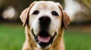 Close up of old yellow Labrador's face