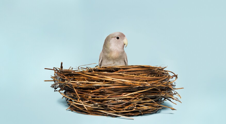 A single grey bird alone sitting in a nest, on a light blue background