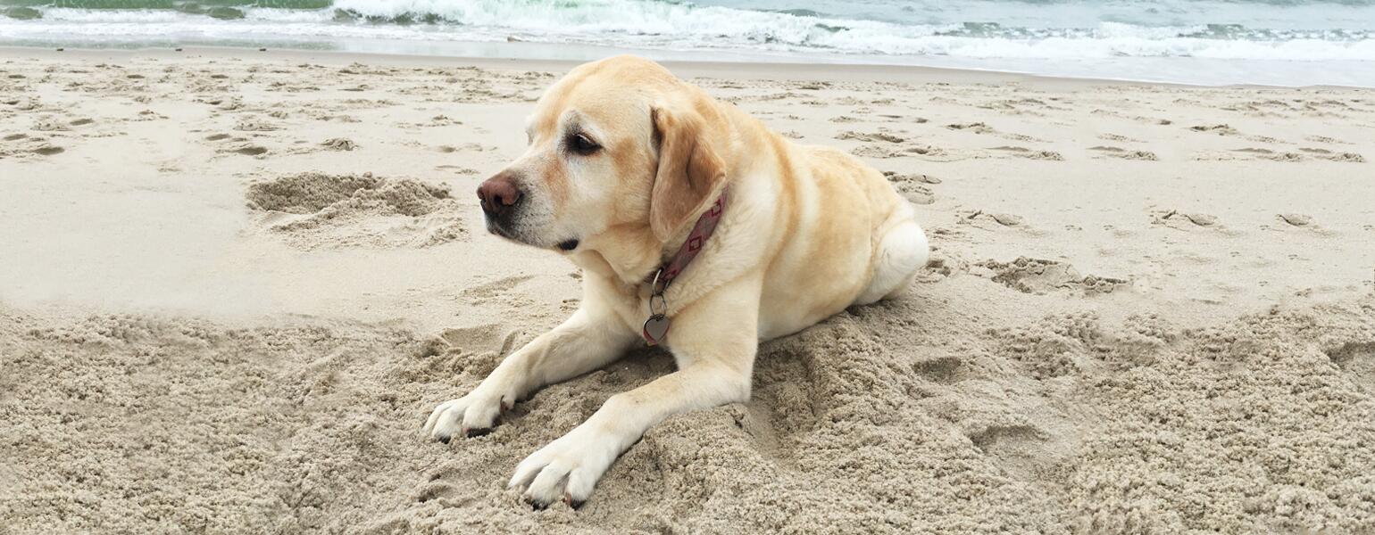 image_of_dog_on_beach_GF_DogBeach_v2_1540